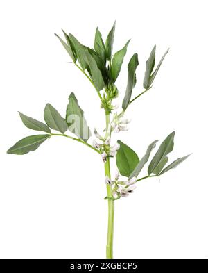 Grüner Busch von Favabohnen mit Blumen, isoliert auf weißem Hintergrund. Breite Bohnen Stockfoto