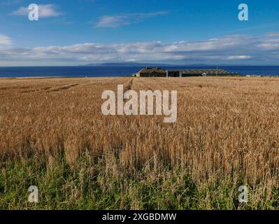 Ein Gerstenfeld, das im August auf der Castle Mey Longoe Farm der K zur Ernte bereit ist, mit Blick auf die Orkney Isles in Caithness Schottland Stockfoto