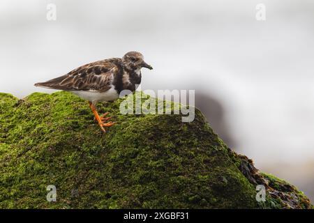 Roter Turnstein (Arenaria interpres) im Sommer Stockfoto