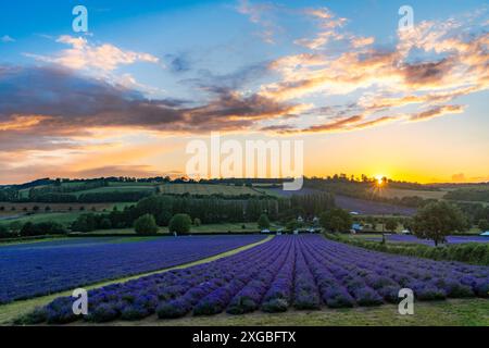 Shoreham, Sevenoaks, Kent, Großbritannien. Sonntag, 7. Juli 2024. Sonnenuntergang am Horizont Blick über Felder mit reifem Lavendar, während der Himmel orange leuchtet und der Duft von Lavendar bei Sonnenuntergang riecht ©Sarah Mott / Alamy Live News. Stockfoto