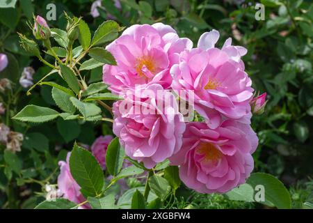 Rosa Cariad 'Auspanier', englischer Strauchrosen mit rosa Blüten, England, Großbritannien, im Sommer oder Juli Stockfoto