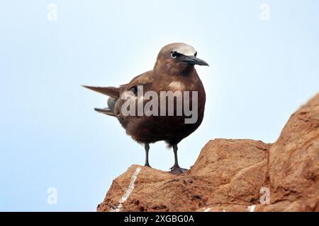 Brown Noddy (Anous stolidus) auf einem Felsen am Strand Amaralina, Salvador, Bahia, Brasilien. Stockfoto