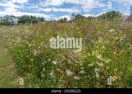 Masse von Wildblumen, die im Sommer oder Juli auf einem Grasufer in einem Garten in England, Großbritannien, wachsen Stockfoto