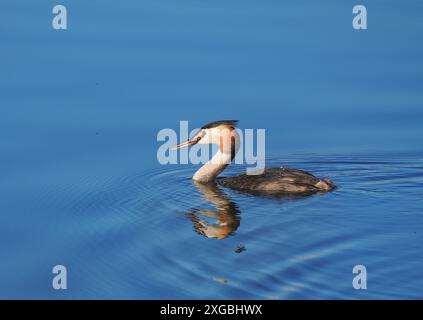 Erwachsener Großkäppchen im Zuchtgefieder/Sommergefieder. Stockfoto