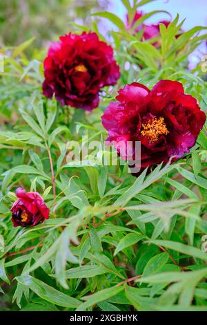 Foto einer Delavay Pfingstrose oder paeonia delavayi Juilly France Stockfoto