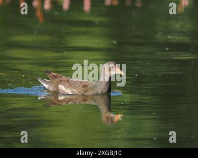 Jungmoorhen genießen die Herausforderung des Kletterns, wo sie oft der Aufmerksamkeit der aggressiveren Hühner entgehen. Stockfoto