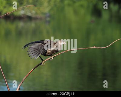 Jungmoorhen genießen die Herausforderung des Kletterns, wo sie oft der Aufmerksamkeit der aggressiveren Hühner entgehen. Stockfoto