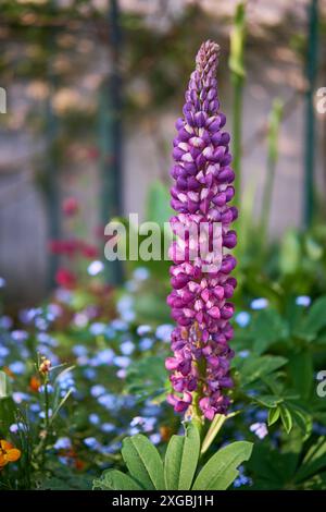 Gartenlupin oder Lupinus polyphyllus France Stockfoto