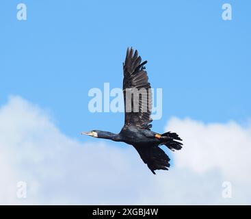 Kormorane haben sich im Landesinneren sehr verbreitet, um viele Angler zu ärgern, weil sie Fischbeute konsumieren. Stockfoto