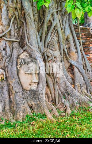Der Buddha-Kopf in den Wurzeln, das wichtigste Wahrzeichen des Wat Mahathat Complex, Ayutthaya, Thailand Stockfoto
