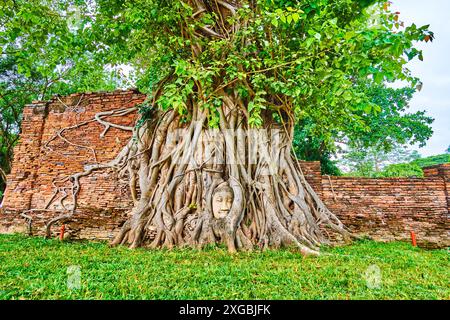Der Kopf der Buddha-Statue in Banyan-Baumwurzeln im antiken Tempel des Wat Mahathat, Ayutthaya, Thailand Stockfoto