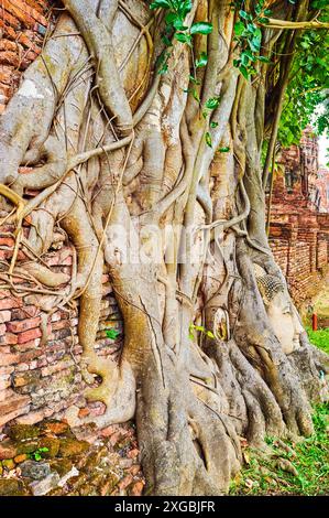 Der Kopf der Buddha-Statue in Banyan-Baumwurzeln im antiken Tempel des Wat Mahathat, Ayutthaya, Thailand Stockfoto