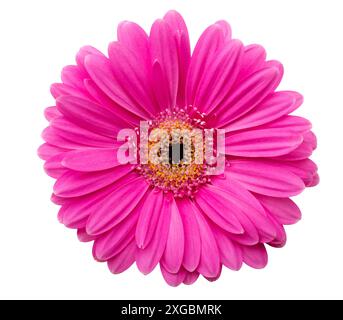 Rosa Gerbera Blume isoliert auf weißem Hintergrund Stockfoto