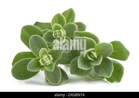 Frische Marjoram-Pflanzen isoliert auf weißem Hintergrund Stockfoto