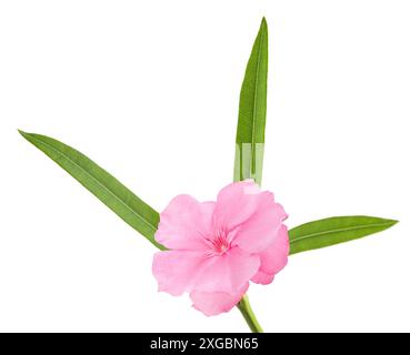 Oleanderzweig mit Blume und Blättern isoliert auf weiß Stockfoto