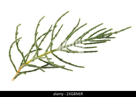 Marsh Samphire isoliert auf weißem Hintergrund Stockfoto