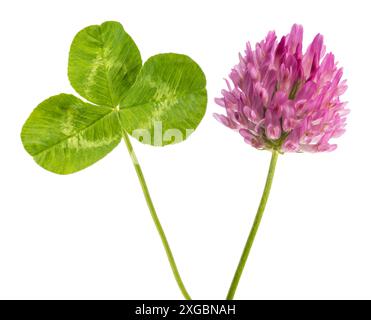 Frisches Kleeblatt und Blume isoliert auf weißem Hintergrund Stockfoto