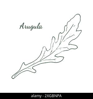 Rucola. Handgezeichnete frische Rucola mit Blättern, isoliert auf weißem Hintergrund. Rucola. Illustration im Doodle-Stil. Stock Vektor