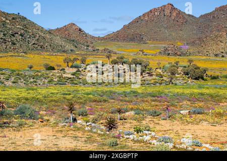 Ein felsiger Felsvorsprung mit Köcherbäumen, umgeben von wilden Blumen und Hügeln, im Goegap Nature Reserve in der Nähe der Stadt Springbok Stockfoto