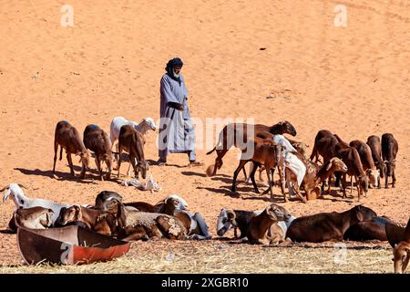 Tuareg auf dem Ziegenmarkt in der Sahara in Algerien Stockfoto