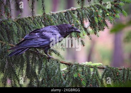 Kolkraben Corvus corax. Kolkrabe Corvus corax im Wildgatter Oberrabenstein Chemnitz. 20240617MIC0256 *** gemeiner Rabe Corvus corax gemeiner Rabe Corvus corax im Oberrabenstein Wildreservat Chemnitz 20240617MIC0256 Stockfoto