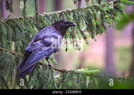 Kolkraben Corvus corax. Kolkrabe Corvus corax im Wildgatter Oberrabenstein Chemnitz. 20240617MIC0264 *** gemeiner Rabe Corvus corax gemeiner Rabe Corvus corax im Oberrabenstein Wildreservat Chemnitz 20240617MIC0264 Stockfoto