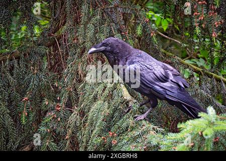 Kolkraben Corvus corax. Kolkrabe Corvus corax im Wildgatter Oberrabenstein Chemnitz. 20240617MIC0287 *** gemeiner Rabe Corvus corax gemeiner Rabe Corvus corax im Oberrabenstein Wildreservat Chemnitz 20240617MIC0287 Stockfoto