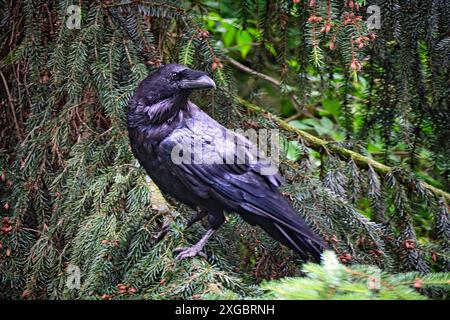 Kolkraben Corvus corax. Kolkrabe Corvus corax im Wildgatter Oberrabenstein Chemnitz. 20240617MIC0291 *** gemeiner Rabe Corvus corax gemeiner Rabe Corvus corax im Oberrabenstein Wildreservat Chemnitz 20240617MIC0291 Stockfoto