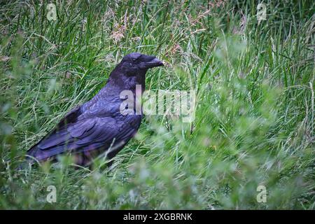 Kolkraben Corvus corax. Kolkrabe Corvus corax im Wildgatter Oberrabenstein Chemnitz. 20240617MIC0293 *** gemeiner Rabe Corvus corax gemeiner Rabe Corvus corax im Oberrabenstein Wildreservat Chemnitz 20240617MIC0293 Stockfoto