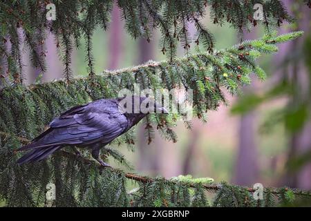 Kolkraben Corvus corax. Kolkrabe Corvus corax im Wildgatter Oberrabenstein Chemnitz. 20240617MIC0258 *** gemeiner Rabe Corvus corax gemeiner Rabe Corvus corax im Oberrabenstein Wildreservat Chemnitz 20240617MIC0258 Stockfoto