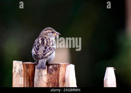 Haussperling Passer domesticus. Haussperling Passer domesticus auch Spatz oder Hausspatz. 20240617MIC0187 *** Haus Spatzen Passer domesticus Haus Spatzen Passer domesticus - auch Spatzen oder Hausspatzen 20240617MIC0187 Stockfoto