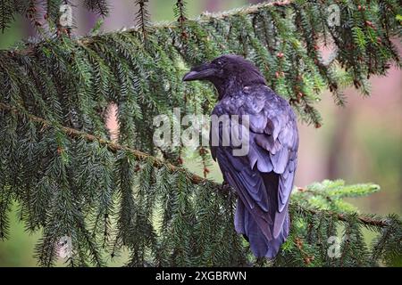 Kolkraben Corvus corax. Kolkrabe Corvus corax im Wildgatter Oberrabenstein Chemnitz. 20240617MIC0236 *** gemeiner Rabe Corvus corax gemeiner Rabe Corvus corax im Oberrabenstein Wildreservat Chemnitz 20240617MIC0236 Stockfoto