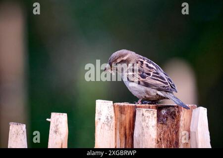 Haussperling Passer domesticus. Haussperling Passer domesticus auch Spatz oder Hausspatz. 20240617MIC0190 *** Haus Spatzen Passer domesticus Haus Spatzen Passer domesticus - auch Spatzen oder Hausspatzen 20240617MIC0190 Stockfoto