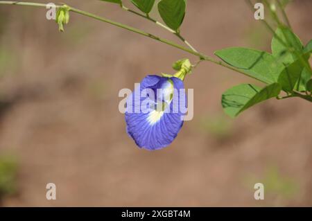 Clitoria ternatea, auch bekannt als Asiatische Taubenflügel, Blauelstock, Blauerbse, Schmetterlingserbse, Schmetterlingserbse, Cordofan-Erbse und Darwin-Erbse, Cunhã Stockfoto