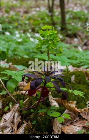 Euphorbia amygdaloides. Holzspurge mit seinen gelblich-grünen Blütenständen. Stockfoto