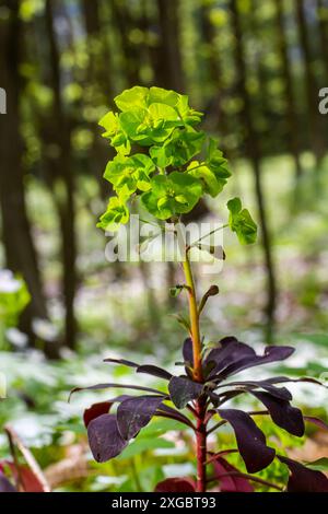 Euphorbia amygdaloides. Holzspurge mit seinen gelblich-grünen Blütenständen. Stockfoto