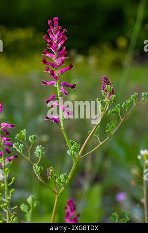 Fumaria officinalis, der gemeinsame Fumitory, Droge Fumitory oder Erdrauch, ist eine krautige jährliche blühende Pflanze, heilend für Hautprobleme, Blutreinigung Stockfoto