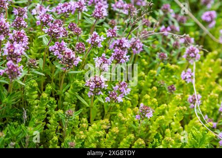 Blühender Duft Thymus serpyllum, Breckland Wildthymian, Kriechthymian oder Elfinthymian Nahaufnahme, Makrofoto. Wunderschönes Essen und Heilpflanze i Stockfoto