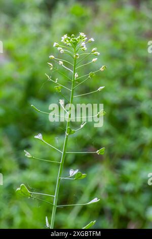 In der Natur wachsen auf dem Feld Capsella bursa-pastoris. Stockfoto