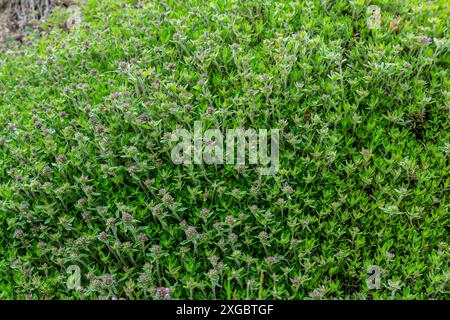 Blühender Duft Thymus serpyllum, Breckland Wildthymian, Kriechthymian oder Elfinthymian Nahaufnahme, Makrofoto. Wunderschönes Essen und Heilpflanze i Stockfoto
