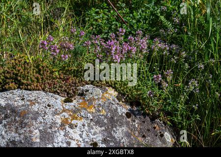 Blühender Duft Thymus serpyllum, Breckland Wildthymian, Kriechthymian oder Elfinthymian Nahaufnahme, Makrofoto. Wunderschönes Essen und Heilpflanze i Stockfoto
