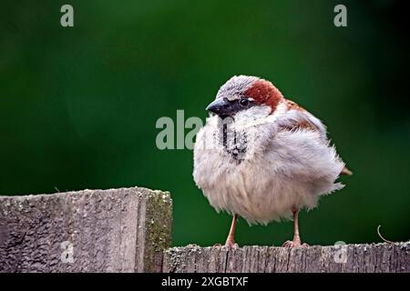 Haussperling Passer domesticus. Haussperling Passer domesticus auch Spatz oder Hausspatz. 20240605MIC1452 *** Haus Spatzen Passer domesticus Haus Spatzen Passer domesticus - auch Spatzen oder Hausspatzen 20240605MIC1452 Stockfoto