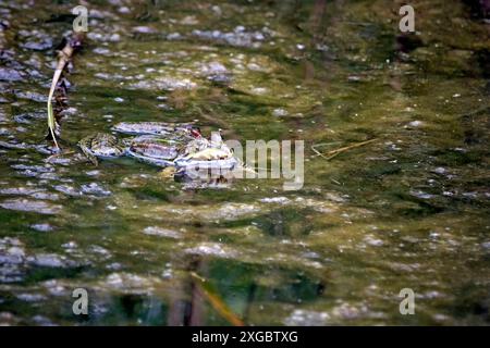 Teichfrosch Pelophylax kl. Esculentus. Teichfrosch Pelophylax kl. Esculentus , Pelophylax esculentus oder Rana esculenta 20240605MIC0526 *** Teichfrosch Pelophylax kl esculentus Teichfrosch Pelophylax kl esculentus , Pelophylax esculentus oder Rana esculenta 20240605MIC0526 Stockfoto