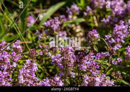 Blühender Duft Thymus serpyllum, Breckland Wildthymian, Kriechthymian oder Elfinthymian Nahaufnahme, Makrofoto. Wunderschönes Essen und Heilpflanze i Stockfoto