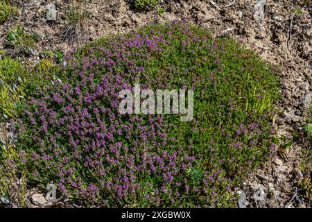 Blühender Duft Thymus serpyllum, Breckland Wildthymian, Kriechthymian oder Elfinthymian Nahaufnahme, Makrofoto. Wunderschönes Essen und Heilpflanze i Stockfoto