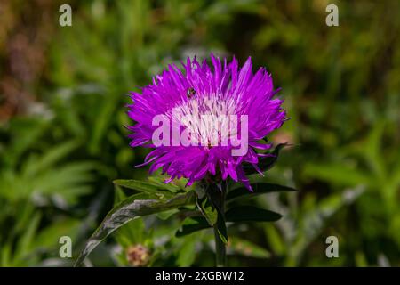 Psephellus dealbatus Psephellus dealbatus ist eine krautige Pflanze, eine Art der Gattung Psephellus, Familie Asteraceae. Stockfoto