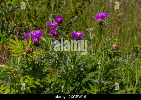 Psephellus weißter Psephellus dealbatus im Garten. Hummel auf Blumen. Stockfoto