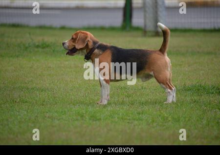 Beagle-Hund spazieren, spielen und laufen im Park an einem Sommertag im Freien. Haustier Stockfoto