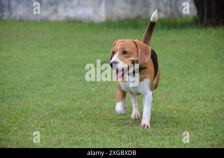 Beagle-Hund spazieren, spielen und laufen im Park an einem Sommertag im Freien. Haustier Stockfoto