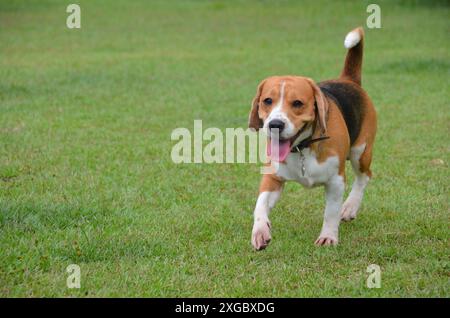 Beagle-Hund spazieren, spielen und laufen im Park an einem Sommertag im Freien. Haustier Stockfoto